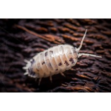 Cochinilla -Isopodo - Porcellio laevis dairy cow